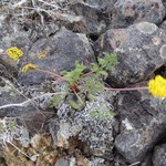 Buellia terricola