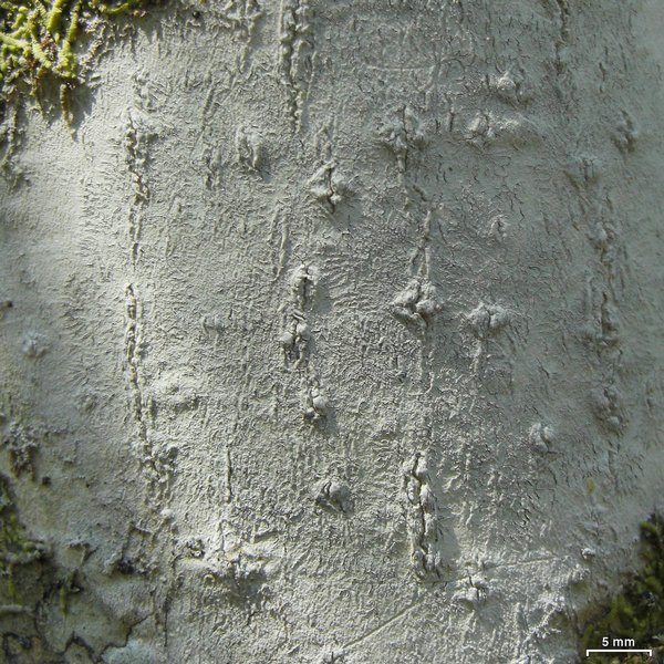 Thalloloma hypoleptum