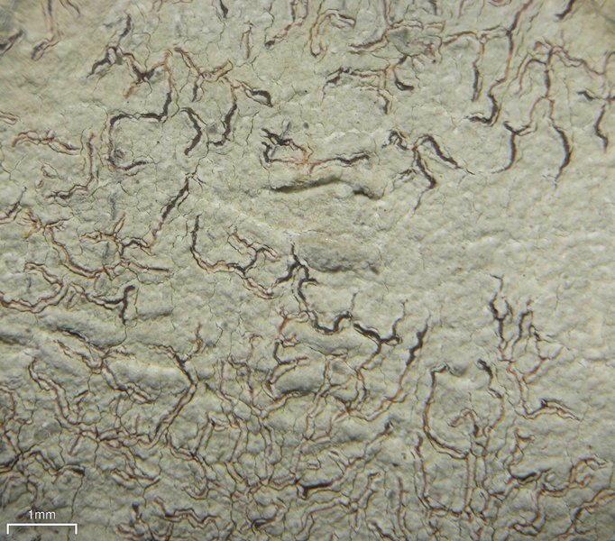 Thalloloma hypoleptum