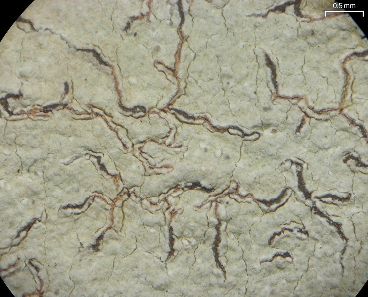 Thalloloma hypoleptum