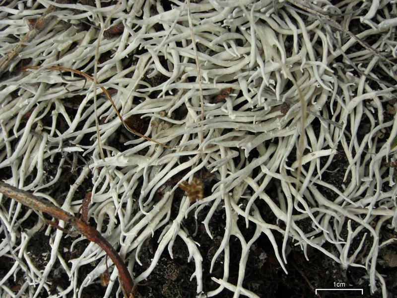 Thamnolia vermicularis