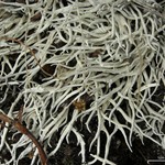 Thamnolia vermicularis