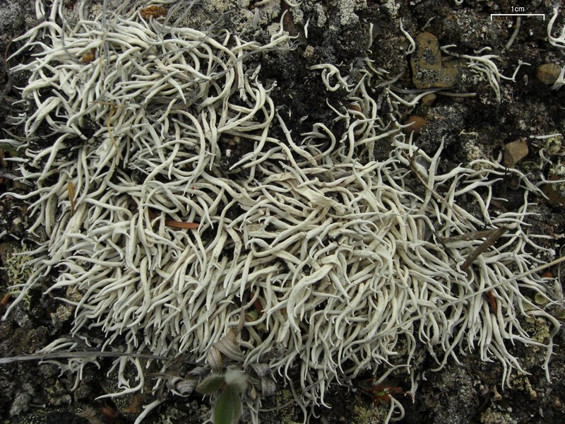 Thamnolia vermicularis