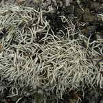 Thamnolia vermicularis