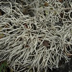 Thamnolia vermicularis