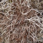 Thamnolia vermicularis