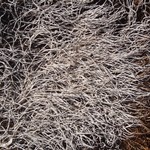 Thamnolia vermicularis