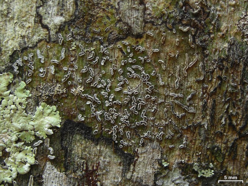 Thecaria quassiicola