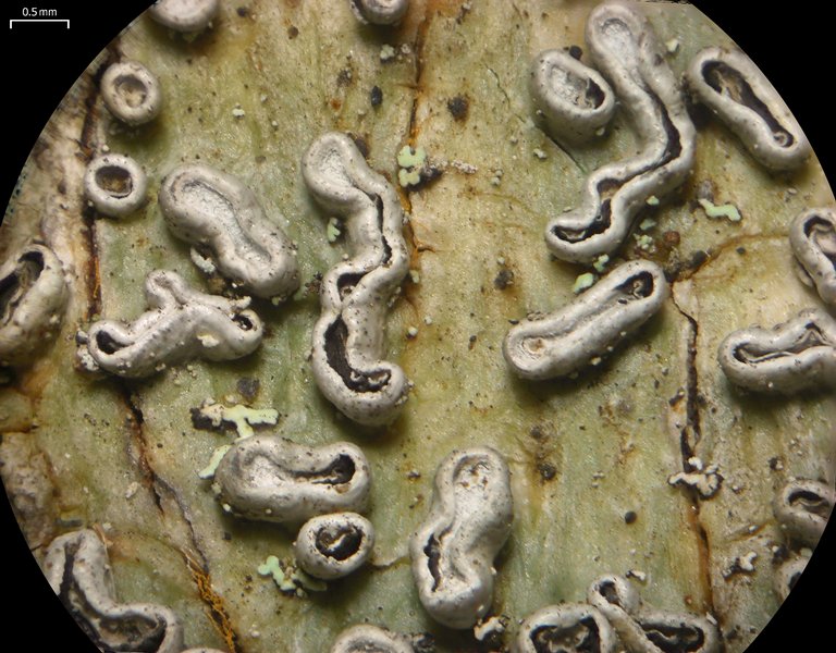 Thecaria quassiicola