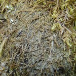 Thelenella muscorum var. muscorum
