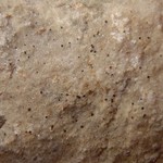 Thelidium decipiens