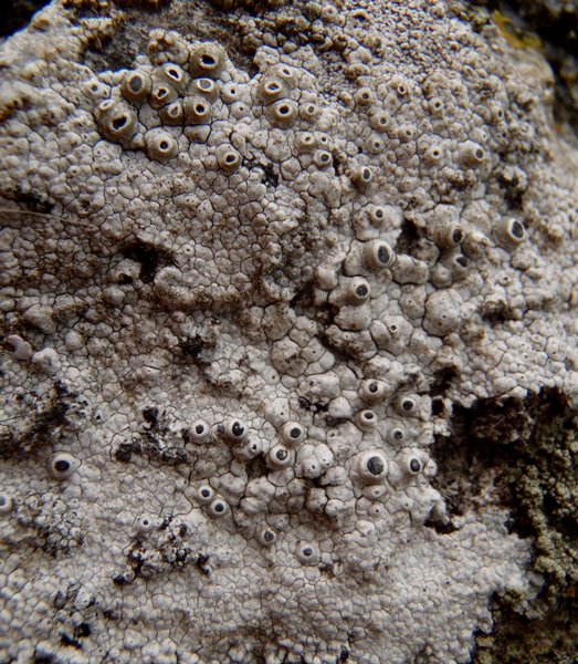 Thelomma mammosum