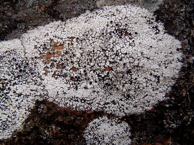 Thelomma mammosum