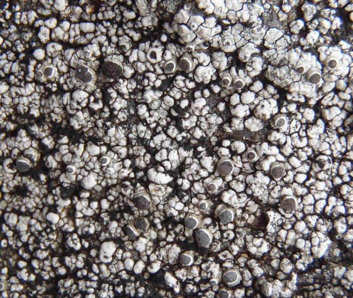 Thelomma mammosum