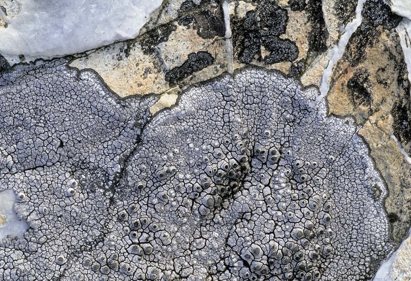 Thelomma mammosum