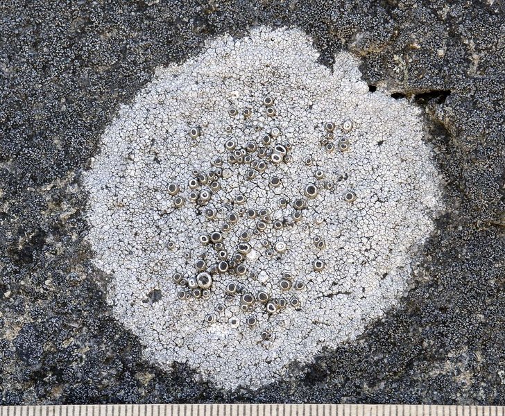 Thelomma mammosum