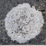 Thelomma mammosum