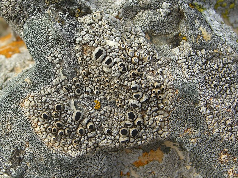 Thelomma mammosum