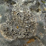 Thelomma mammosum