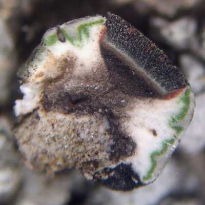 Thelomma mammosum