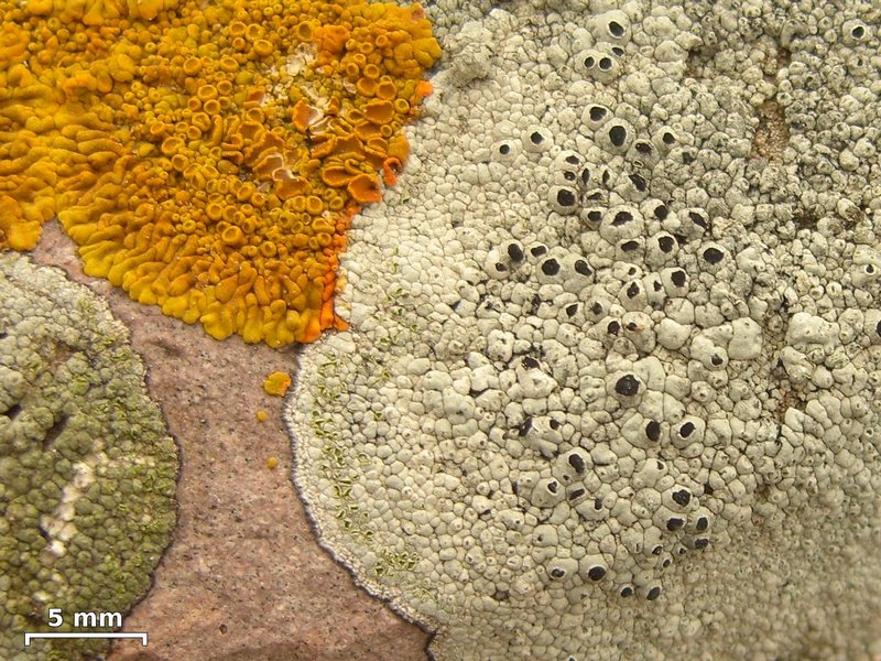 Thelomma mammosum