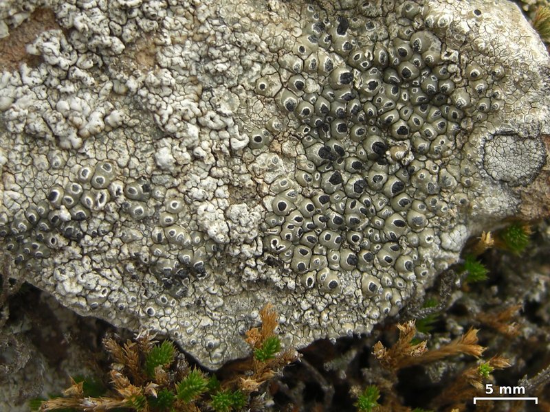 Thelomma mammosum
