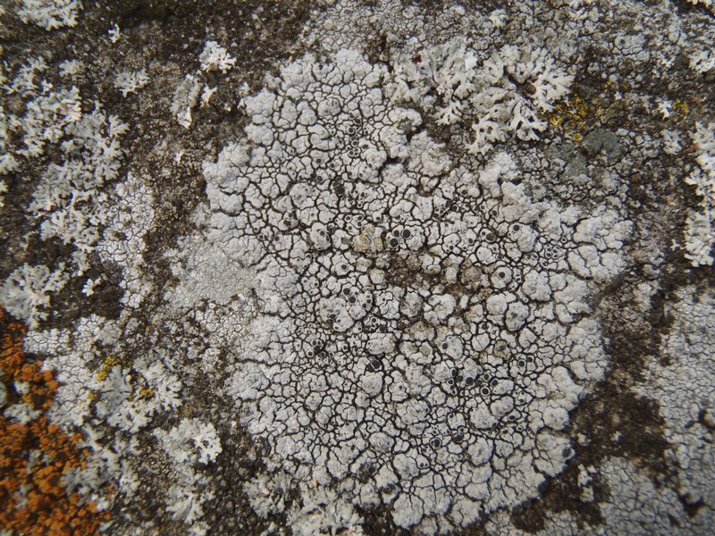 Thelomma mammosum