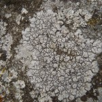 Thelomma mammosum