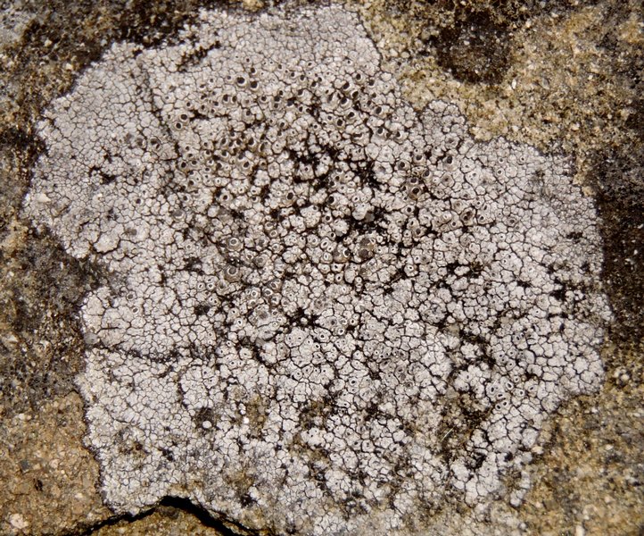 Thelomma mammosum