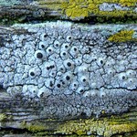 Thelomma occidentale