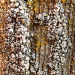 Thelomma ocellatum