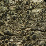 Thelomma ocellatum