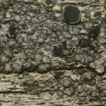 Thelomma ocellatum