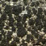 Thelomma ocellatum