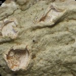 Thelotrema dilatatum
