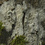Thelotrema dilatatum
