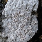 Thelotrema dilatatum