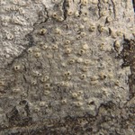 Thelotrema lepadinum