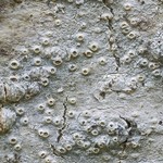 Thelotrema lepadinum