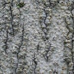 Thelotrema lepadinum
