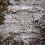 Thelotrema lepadinum