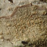 Thelotrema lepadinum