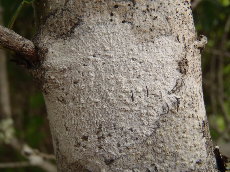 Thelotrema petractoides