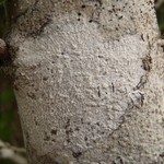 Thelotrema petractoides