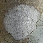 Thelotrema subtile