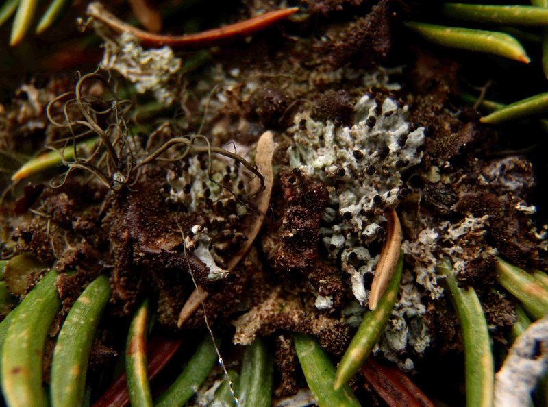Tholurna dissimilis