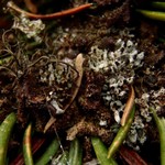 Tholurna dissimilis