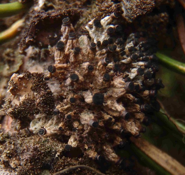 Tholurna dissimilis