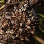 Tholurna dissimilis