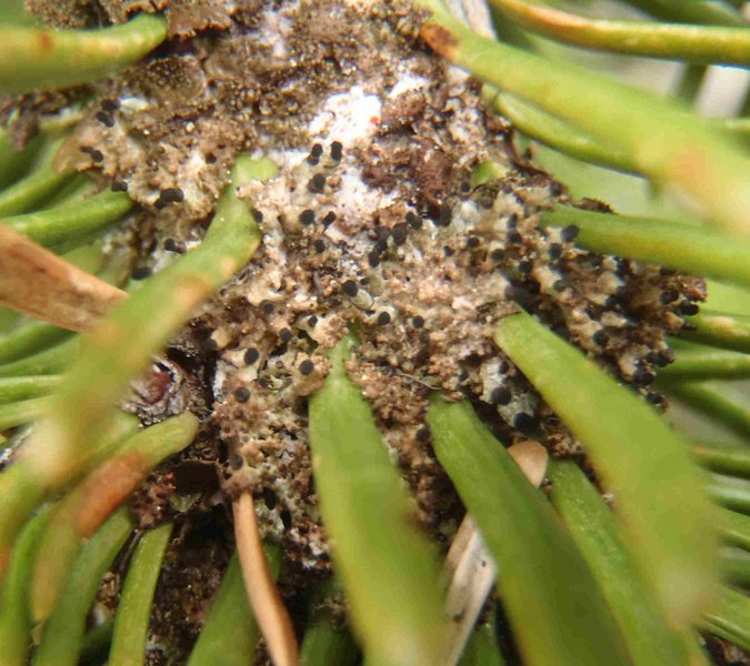 Tholurna dissimilis
